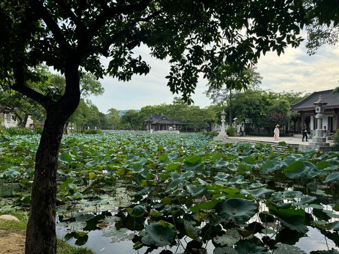 美在惠州丨惠州西湖百花映春