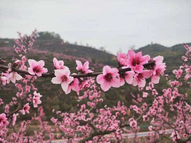 就在明天！快来宁谷镇林哨村，感受万亩桃花的浪漫！