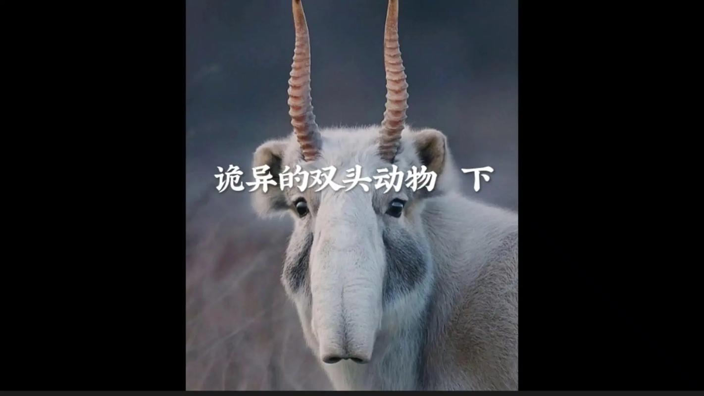 第二届大青山奇幻动物之旅倒计时3天！颤抖吧双腿！