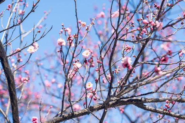 34.6℃到樱花雨，衢州的春天太会玩！