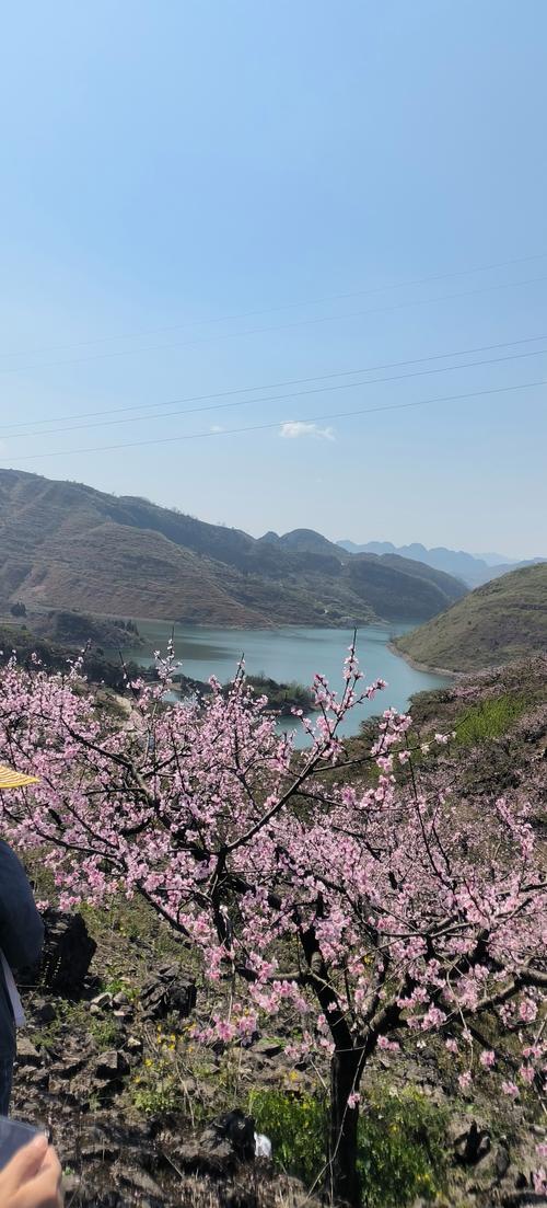 汉阴：漫山桃花开 春色美如画
