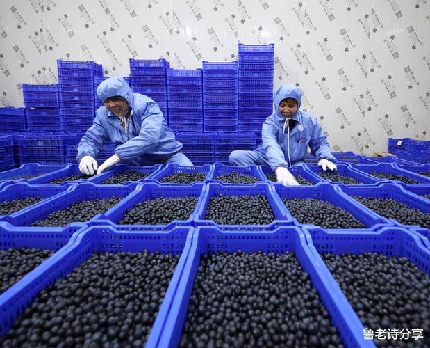 蓝莓产量高，为何商贩还小盒售卖？是怕装多没人买？有4个原因！