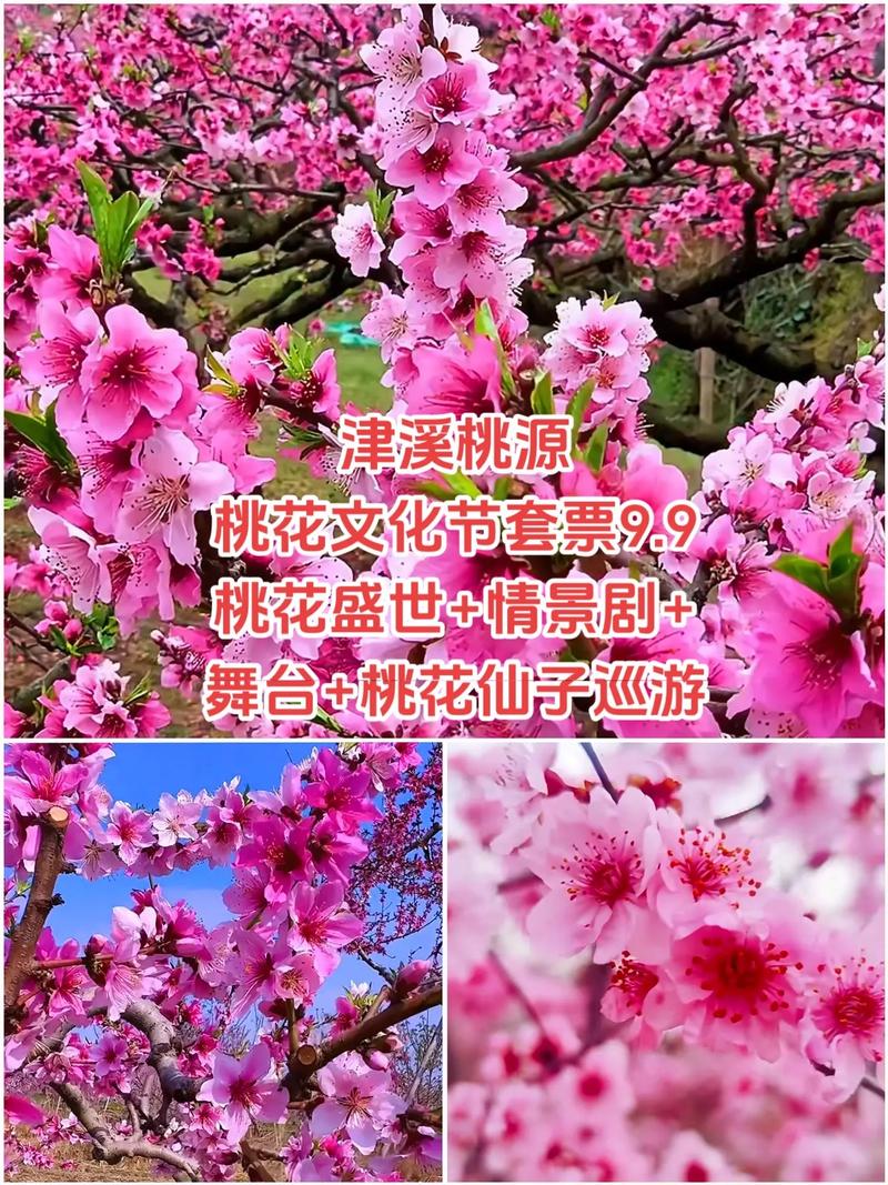 定了！津溪桃花节即将开幕，门票免费！