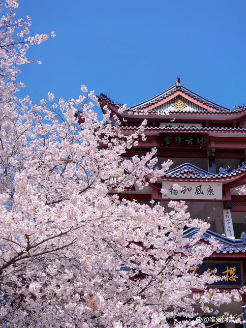 鼋头渚樱花谷，来无锡必游太湖，游太湖必至鼋头渚，太湖佳绝处