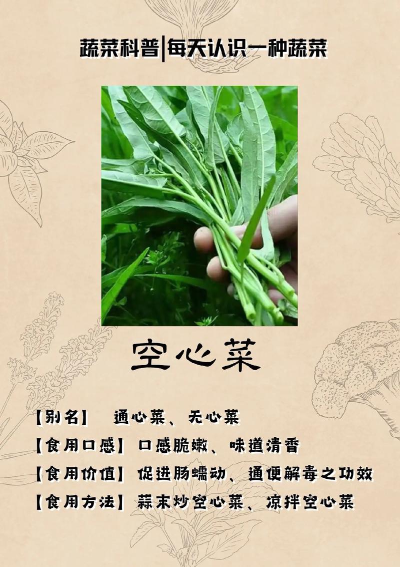 你喜欢空心菜吗？