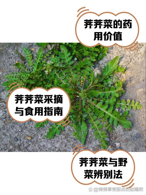 比荠菜香比香椿鲜，这野菜全身是宝，却常被当杂草，拌一拌真鲜美