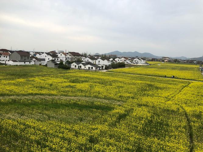 湖南通道县：黄家堡的春天 油菜花的时节，美丽乡村景色迷人
