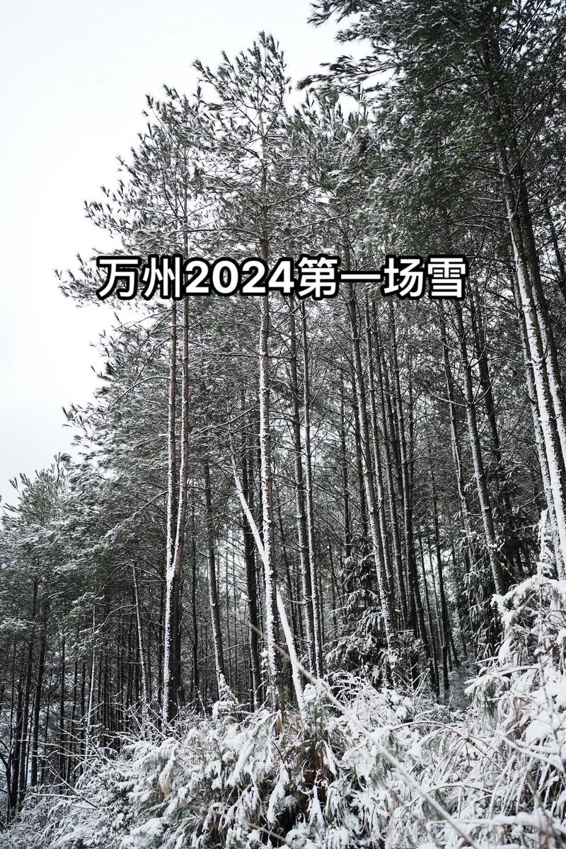 “一半春色一半冬”今天，万州又下雪了！