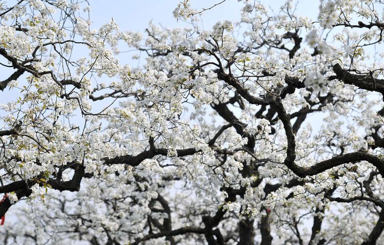 上海：嘉定梨花节开幕 千亩梨园百亩油菜组成春日花