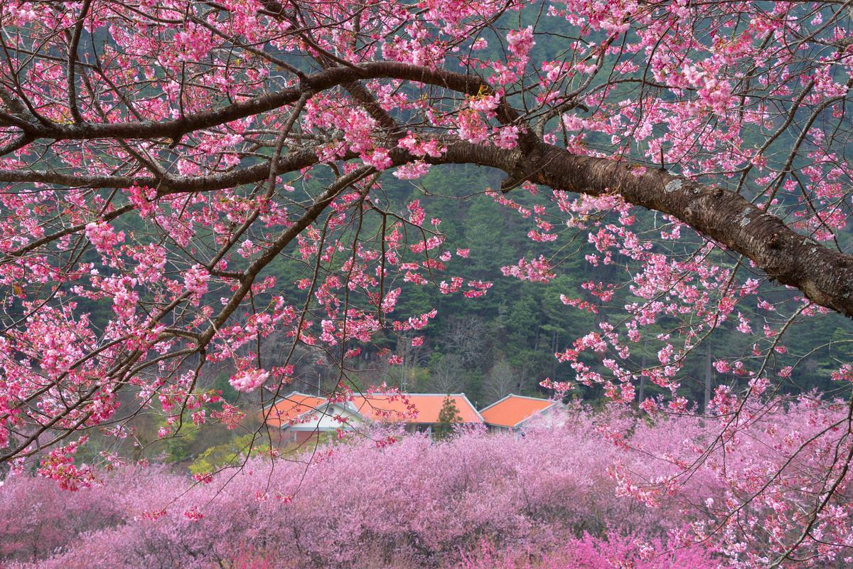 图片新闻｜酉阳：桃花盛开春景美