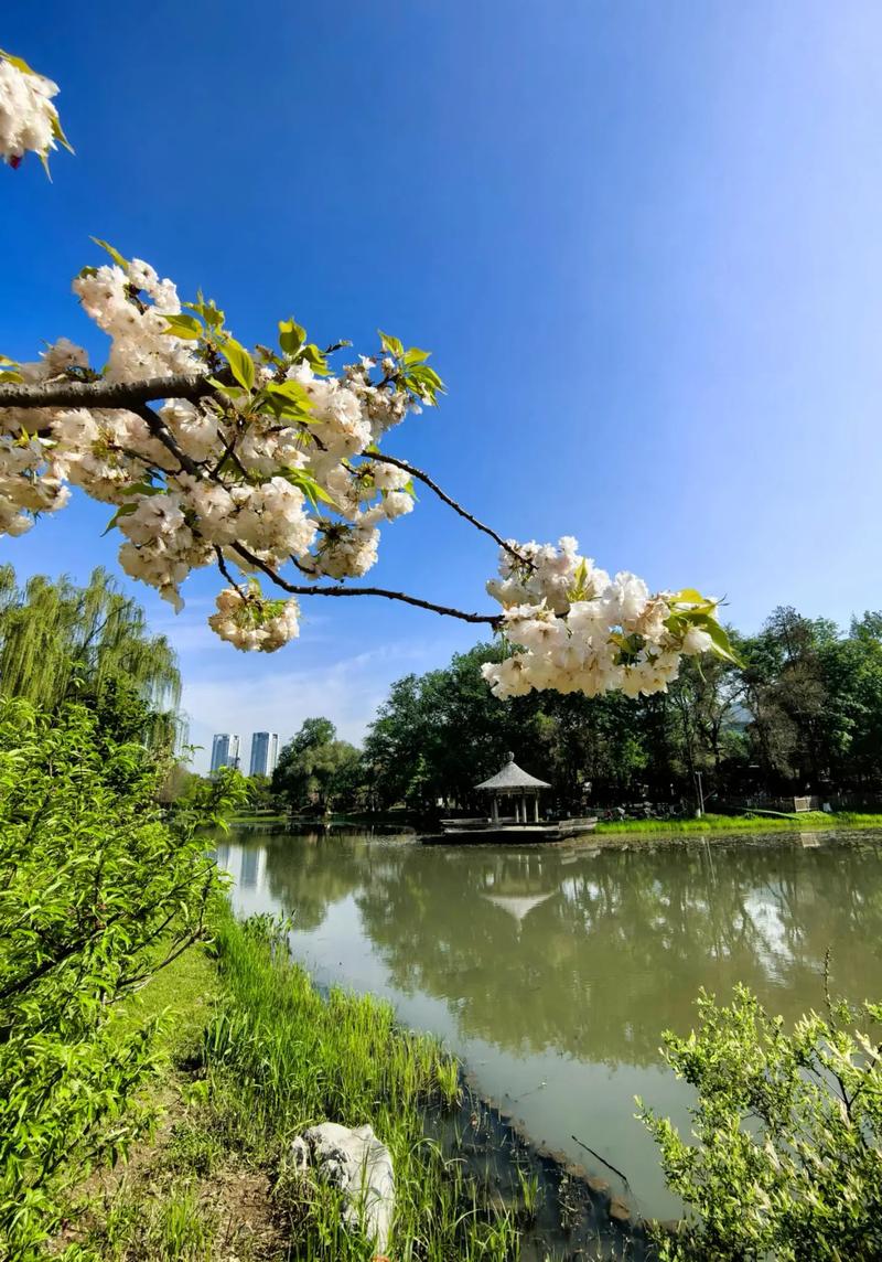 “春日赏花，湖光山色，诗意亭下”