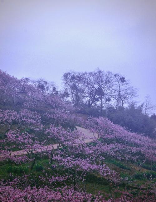 #龍泉賞花 赏花春游好去处 成都龙泉山 龙泉桃花故里美景图