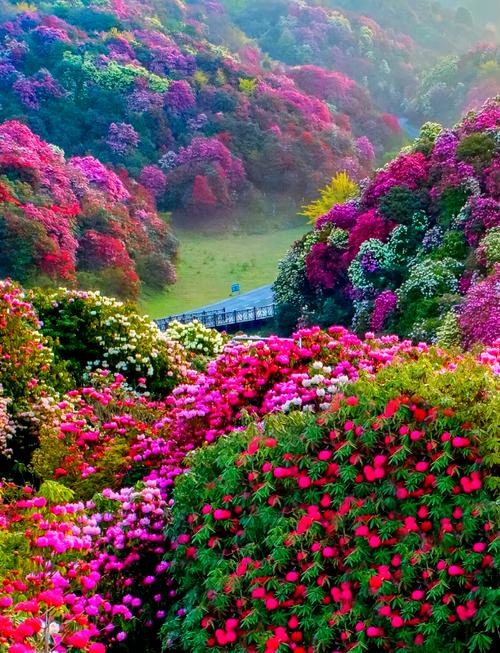 记录自驾旅行足迹 百里杜鹃 踏春赏花 分享美景