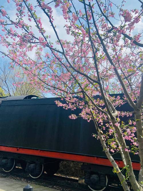 杭州白塔公园里的樱花海棠花盛放，火车花下过美的热闹看完醉了