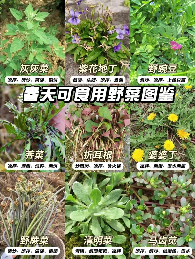 清明前后，建议要多吃3种野菜，农村遍地都是，不懂吃可惜了