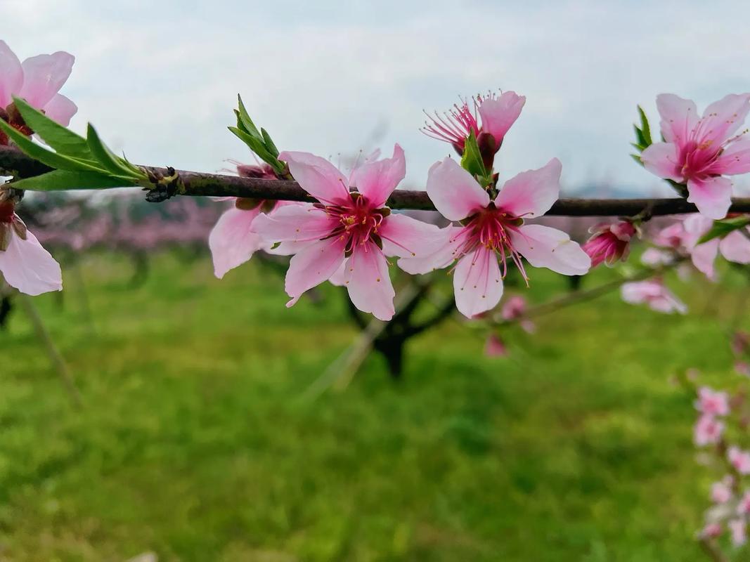 暖暖的春风迎面吹桃花朵朵开 又是一年桃花开 静看花开花落
