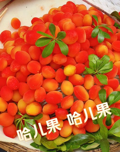这些高价水果竟是哈儿果！哈儿果大揭秘