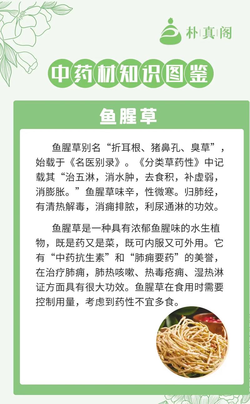 鱼腥草含一级致癌物，伤肾还致癌？折耳根还能吃吗？告诉你答案