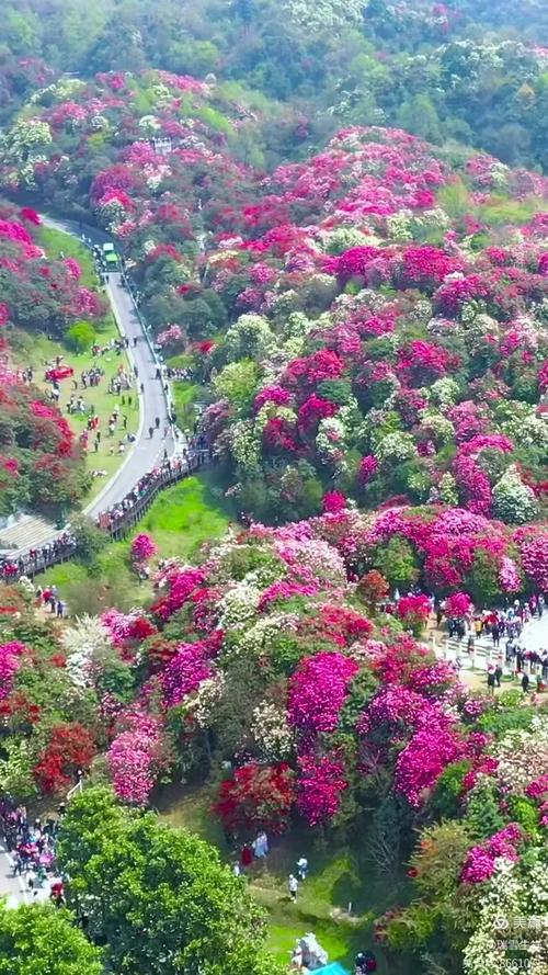 现在的百里杜鹃，大部分都开始冒花芽了#带你去旅行#跟我走遍中国