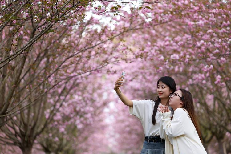 春日赏花游，花海人如潮，美景尽收眼底