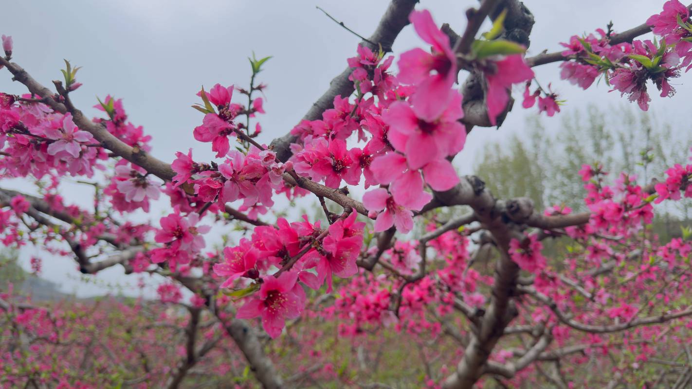 蒙阴桃花开了 周末舒心就来蒙阴