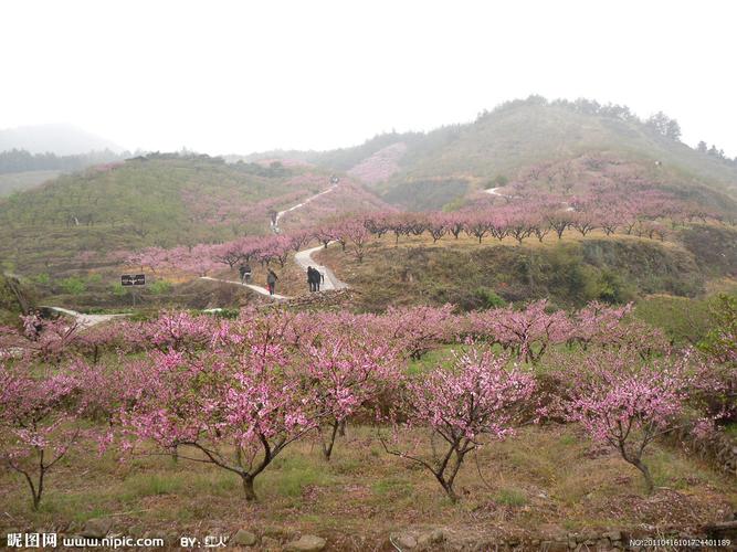 春日俯瞰萧县沈峪桃花坞，漫步山间小径，感受大自然的美好