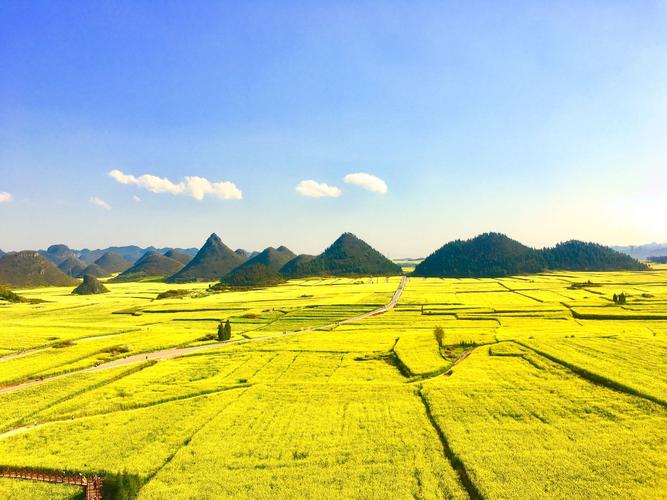 金鸡峰丛的油菜花海，金黄色的花海簇拥着锥状山峰林奇特壮观漂亮