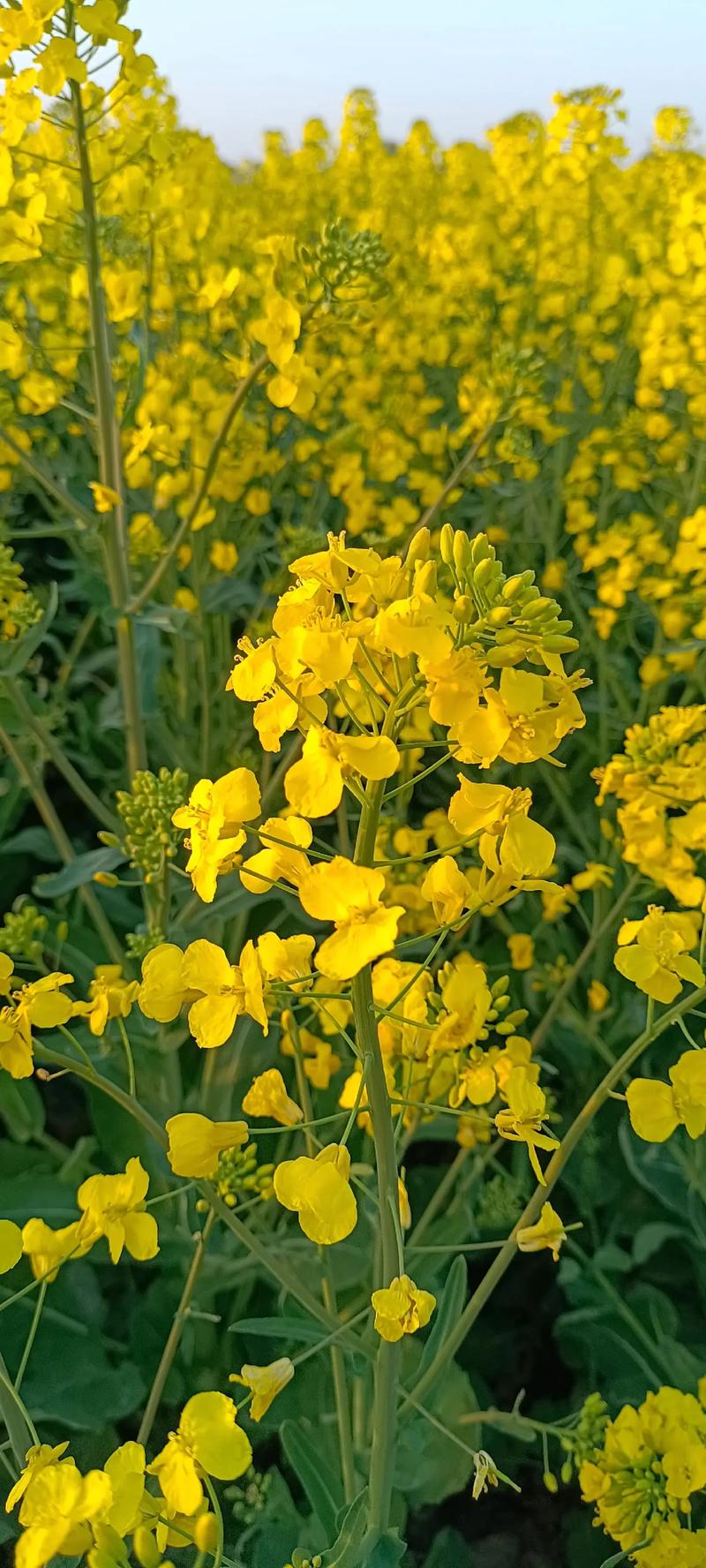 油菜花，有财花”有才华”