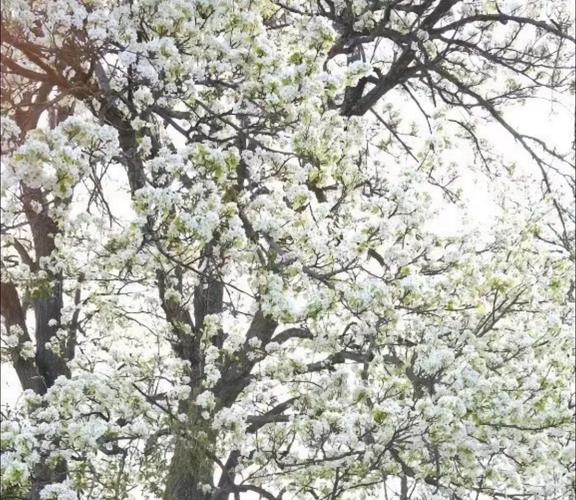 3月28号北京苇沟桥大片梨花还未开放，预计一周后将迎来盛花期