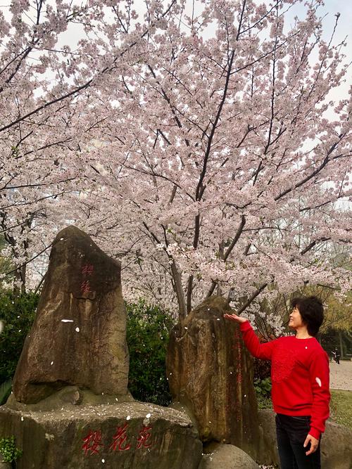 长风公园樱花苑进入最佳观赏期