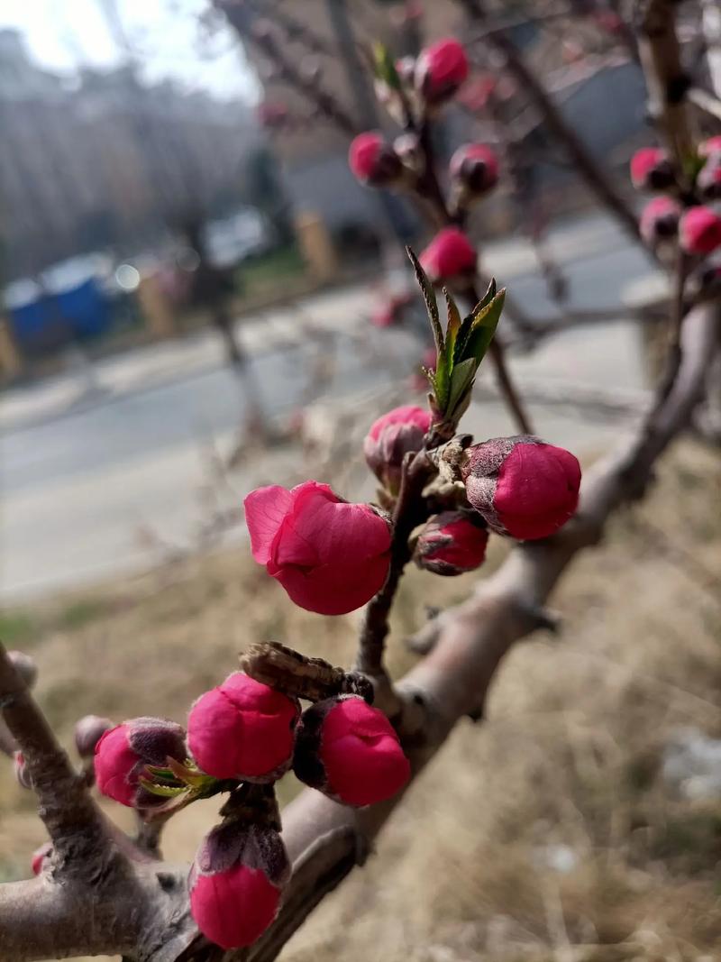一夜醒来，新民的桃花含苞待放，如一封春信，待你拆开