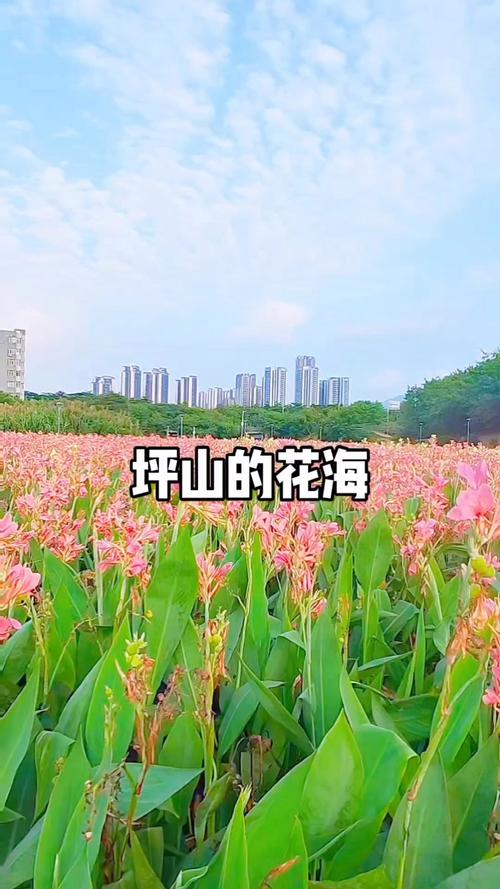11公里花海！还有谁比深圳更懂春天吗？