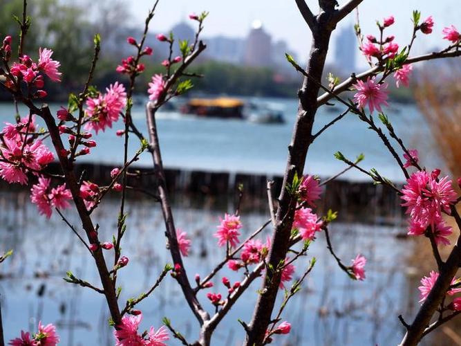 果然视频·好景山东|济南澄波湖碧桃花绚丽绽放，娇艳欲滴惹人醉