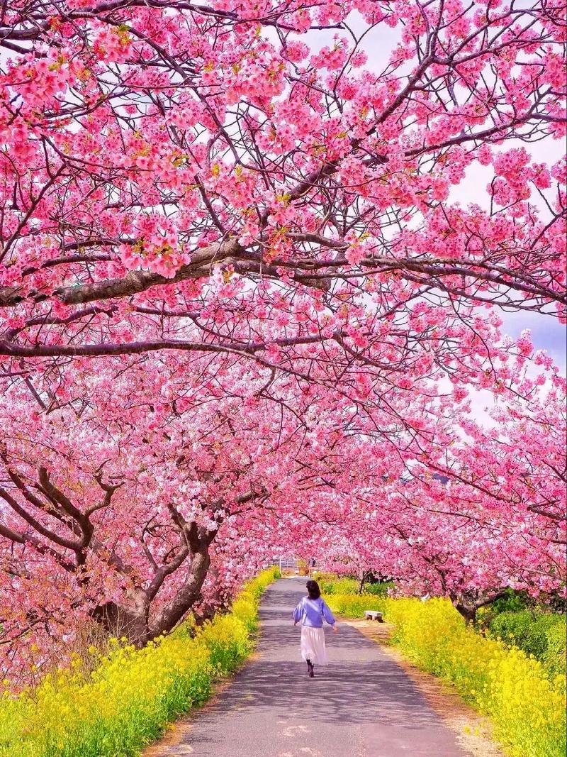 🌸三月底，南太行的风景迎来了一年中最美的季节