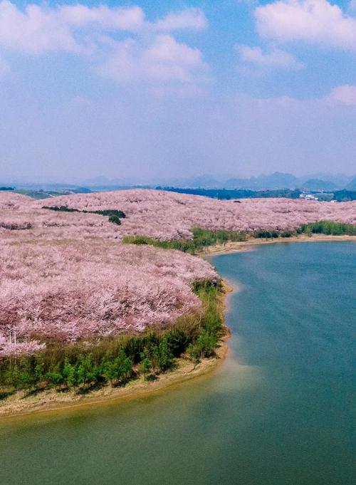 黄腊万亩樱花园 2025年3月28日贵州黄腊樱花园实况#贵州旅游