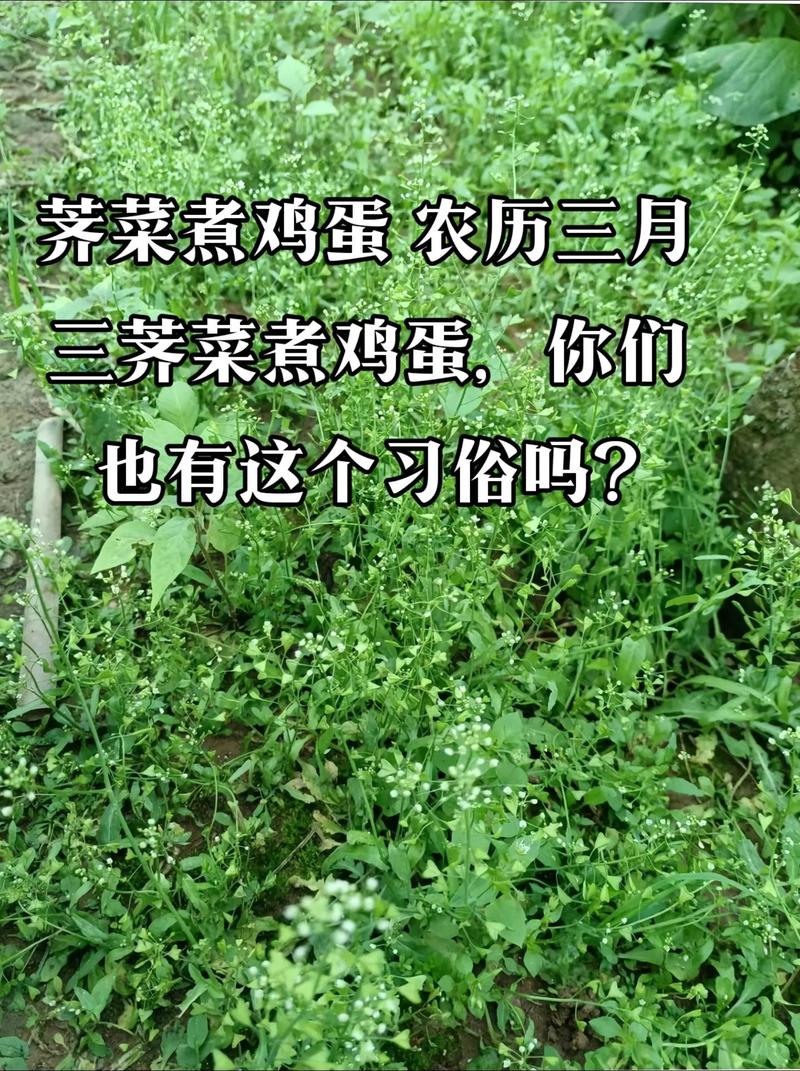 在三月三扫墓时，可以采摘以下几种草回来煮汤喝