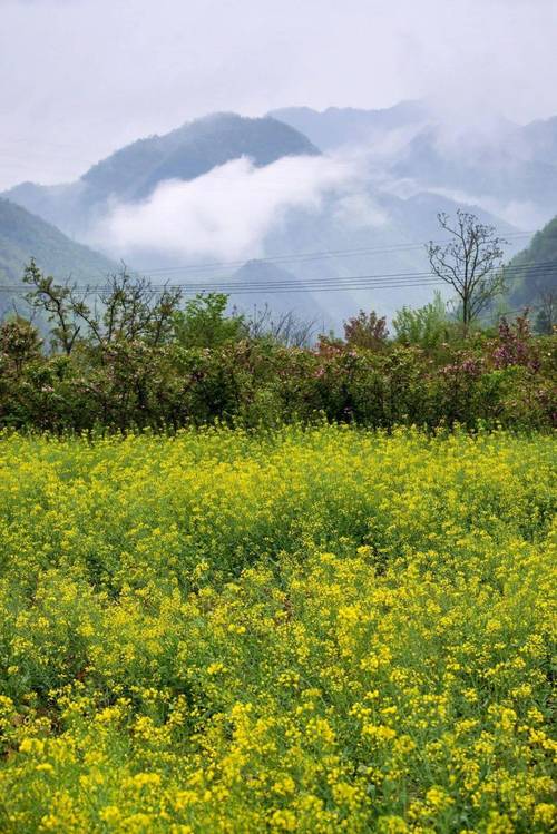 秦岭乡村绿道春暖花正开 三月春浓，秦岭乡村绿道春暖花正开