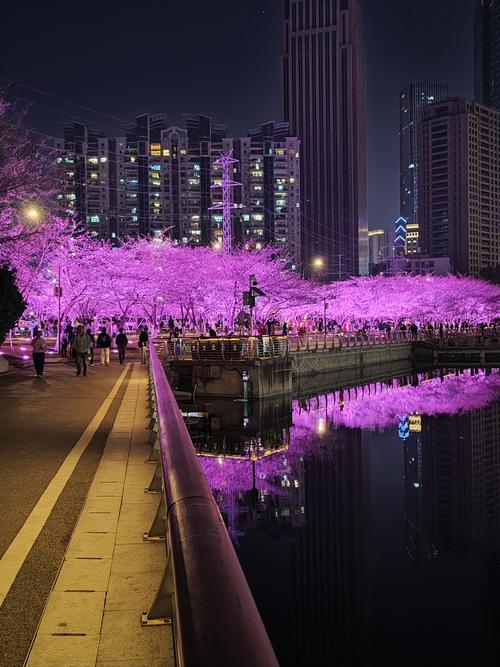 西北湖赏最美街头夜樱