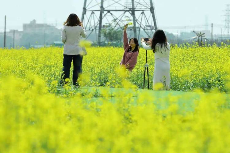 就在明天！相约北仑这个油菜花海！还有乐队演出、共富集市…