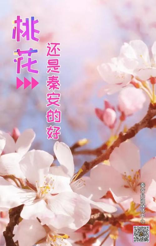 【2025秦安桃花会】海报|石节子文旅系列活动
