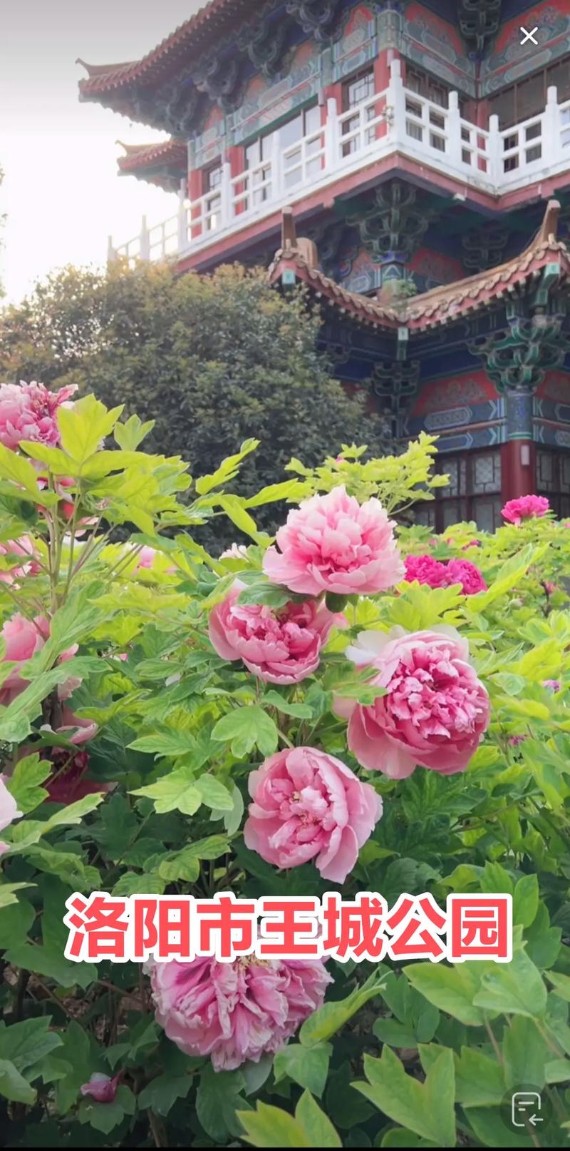 洛阳王城公园 雪映桃花#云游中国 洛阳站 旅行推荐官 牡丹