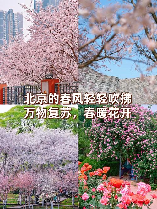 春到京城花如海，踏青赏花正当时