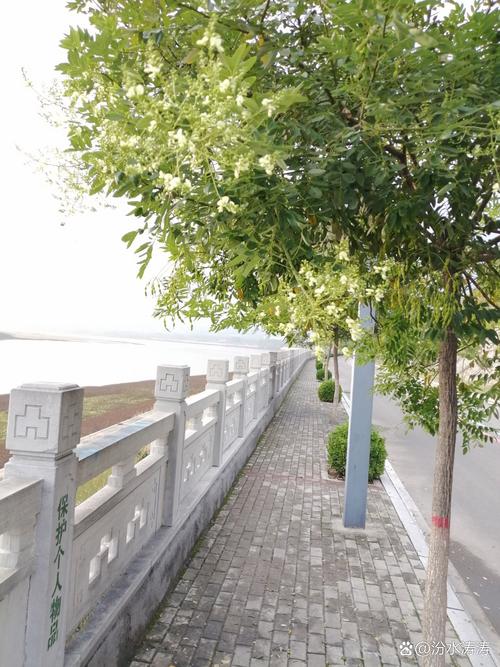 济南街头现“平分春色”景观 枫树新芽与国槐沉睡相映成趣