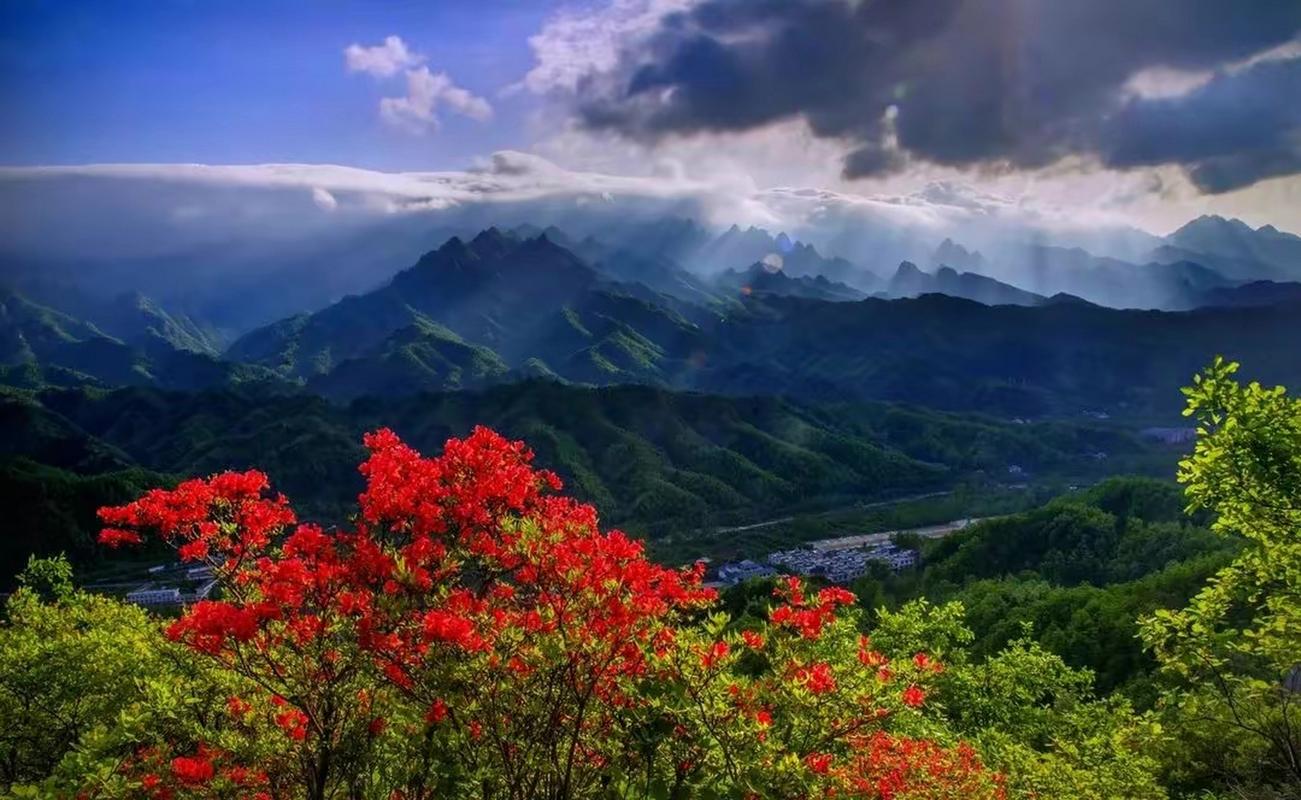 河南西峡：漫山花开灿然如锦