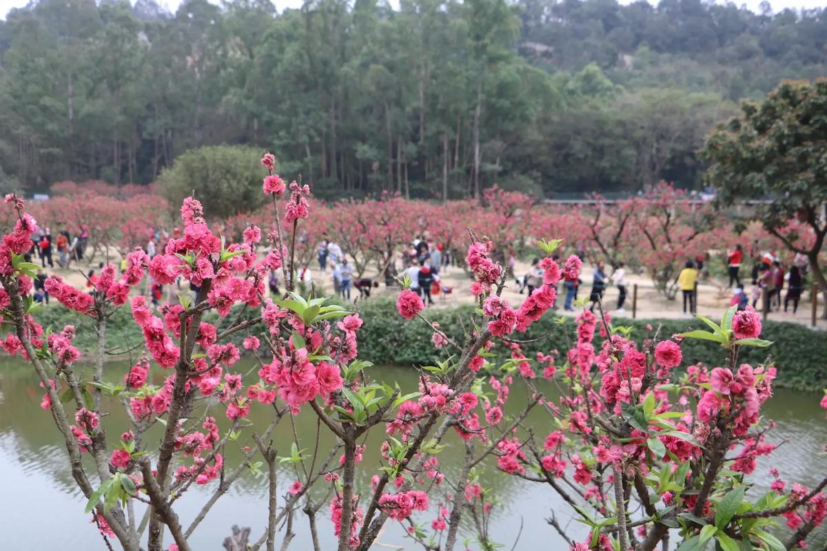 狮山胜境花正红#一起来看漫山遍野的桃花 风景如画的地方