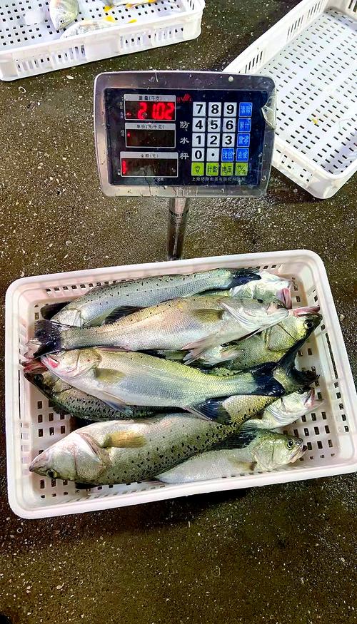 买鲈鱼时，要分清“河鲈”和“海鲈”区别很大，弄懂再买不吃亏