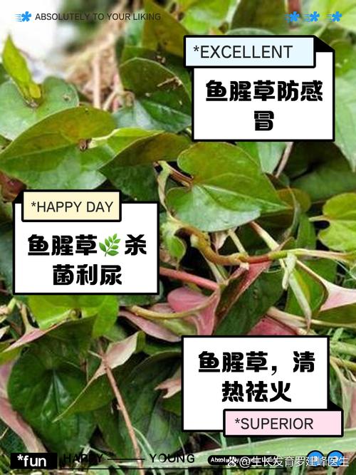 这菜，能吃到的人太少了，是“天然的消炎药”比春天鱼腥草好吃