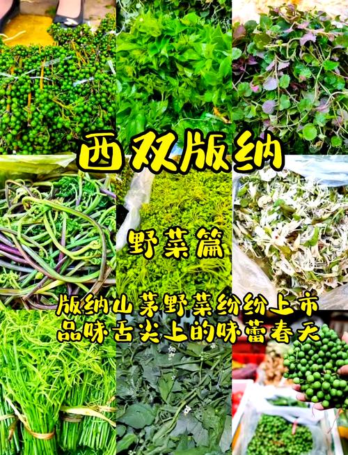 【文旅要闻】尝一口春天！定西人的野菜图鉴正在上新
