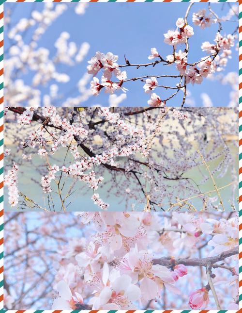 天津津南区：清明假期首日 咸水沽镇带你花“样”觅春光
