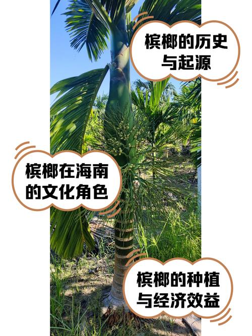 为什么槟榔产地在海南，但吃的人大多在湖南？